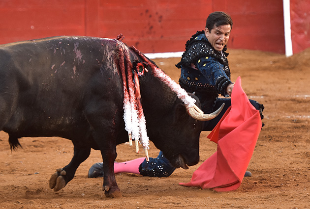 EL CHIHUAHUA (2)